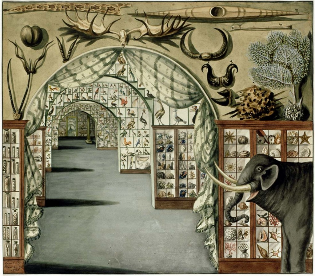 Figure 1. Watercolour of interior view of Sir Ashton Levers Museum, London. Painting by Sarah Stone, 1785. Wikimedia Commons / State Library of New South Wales.